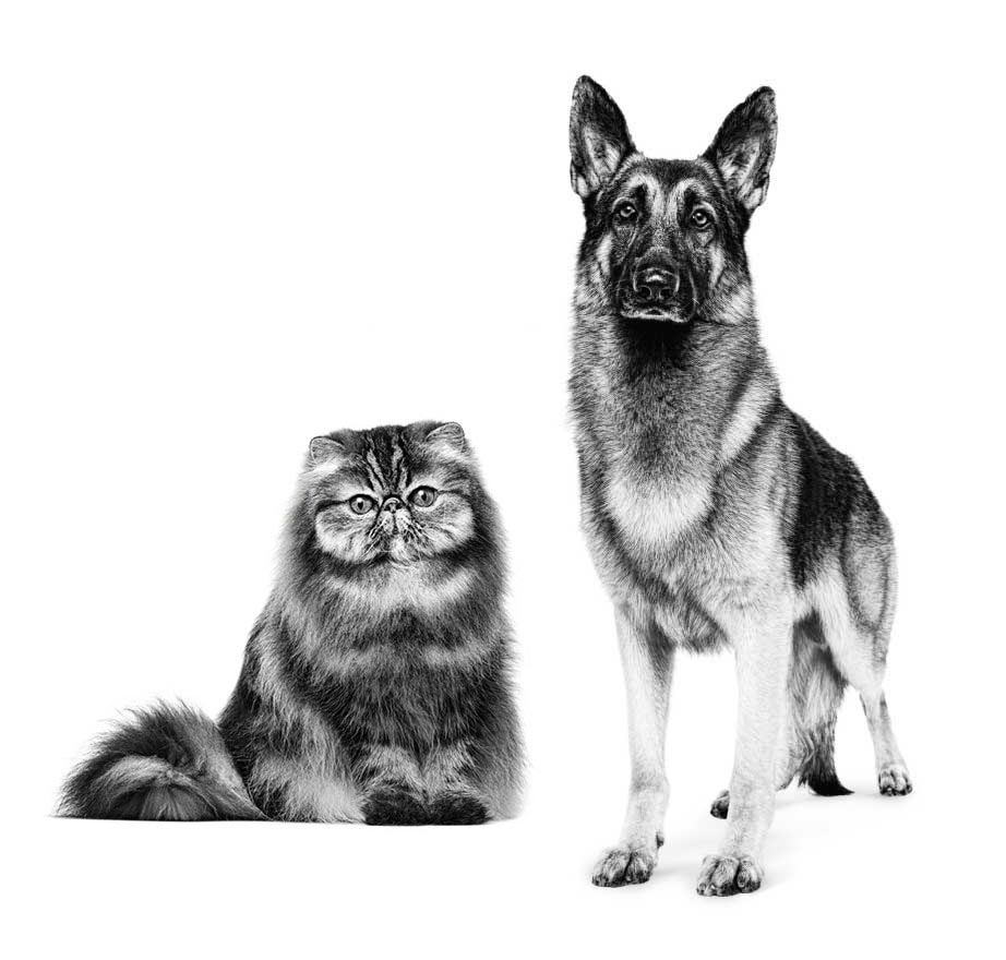 Pet picture